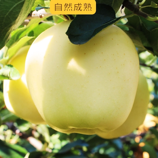 秦皇岛 黄元帅苹果