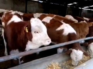 杂交牛  高原牧草牛体质好生长快抗病能力强骨架大好饲养