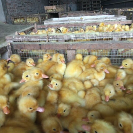 广汉市鸭苗肉鸭苗 快大肉鸭苗 杂交一点花鸭苗