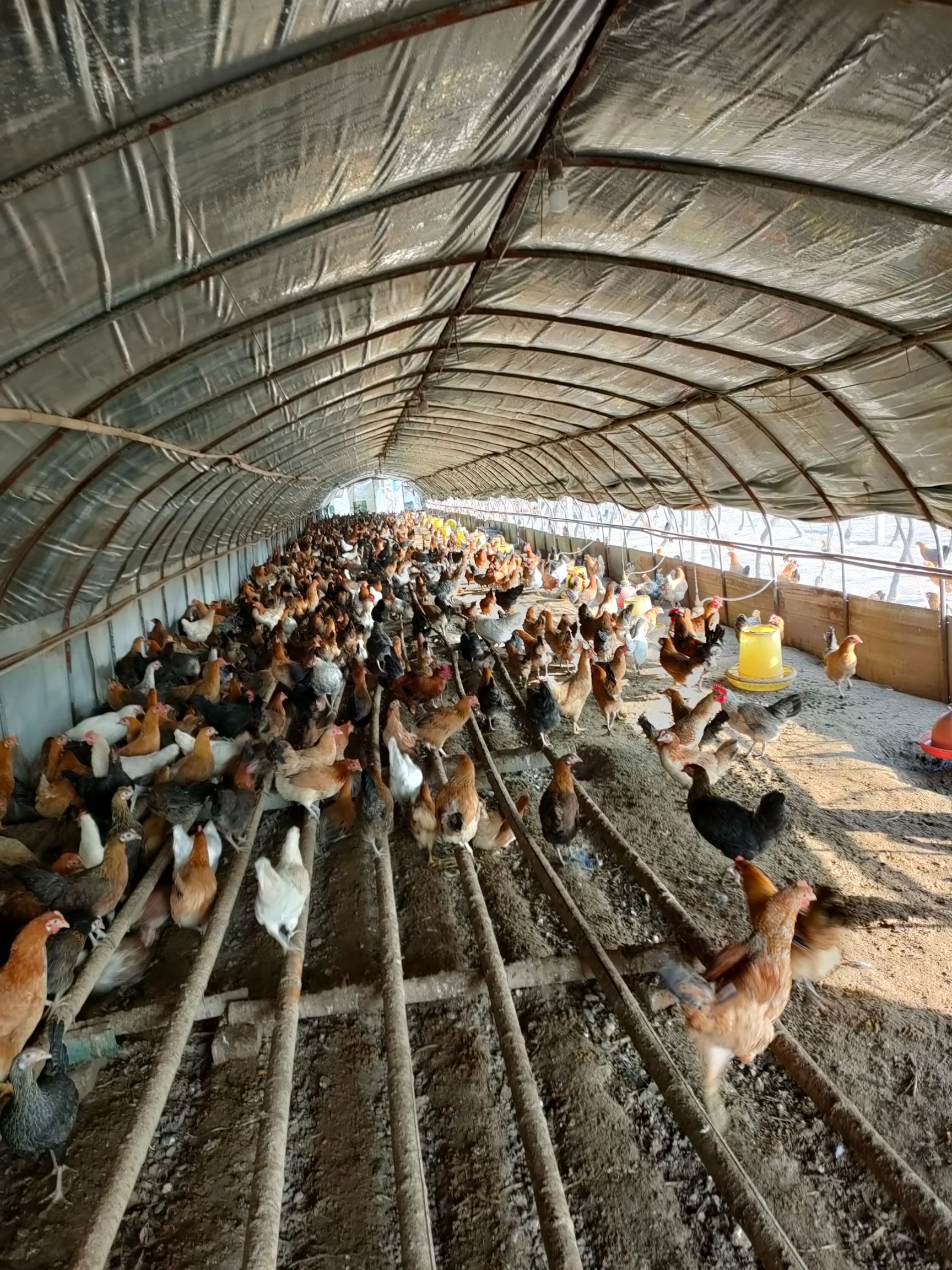 土鸡蛋  柴鸡种蛋   商品安蛋