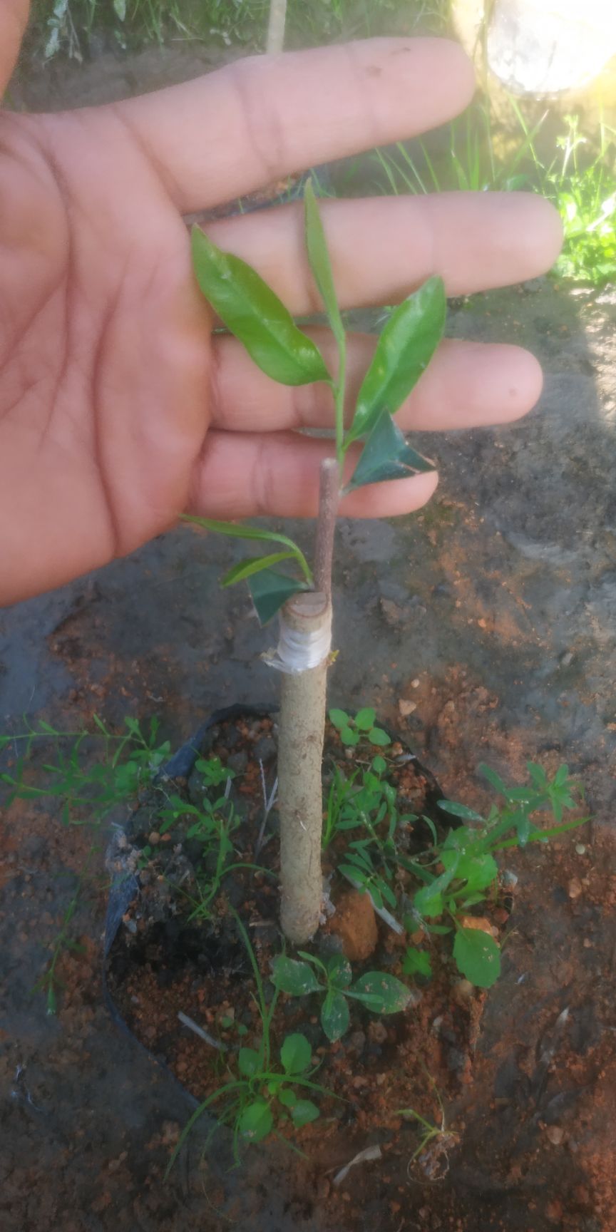 绿奇楠芽条，大量有货，芽条，改良土沉香专用