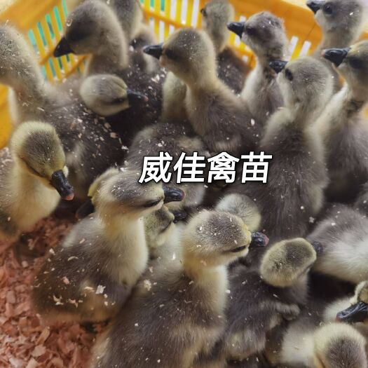南宁大白沙鹅苗  大白鲨鹅苗