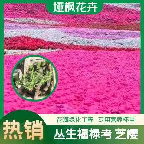 青州市百万丛生福禄考种植基地 丛生福禄考繁育基地 丛生福禄考种植