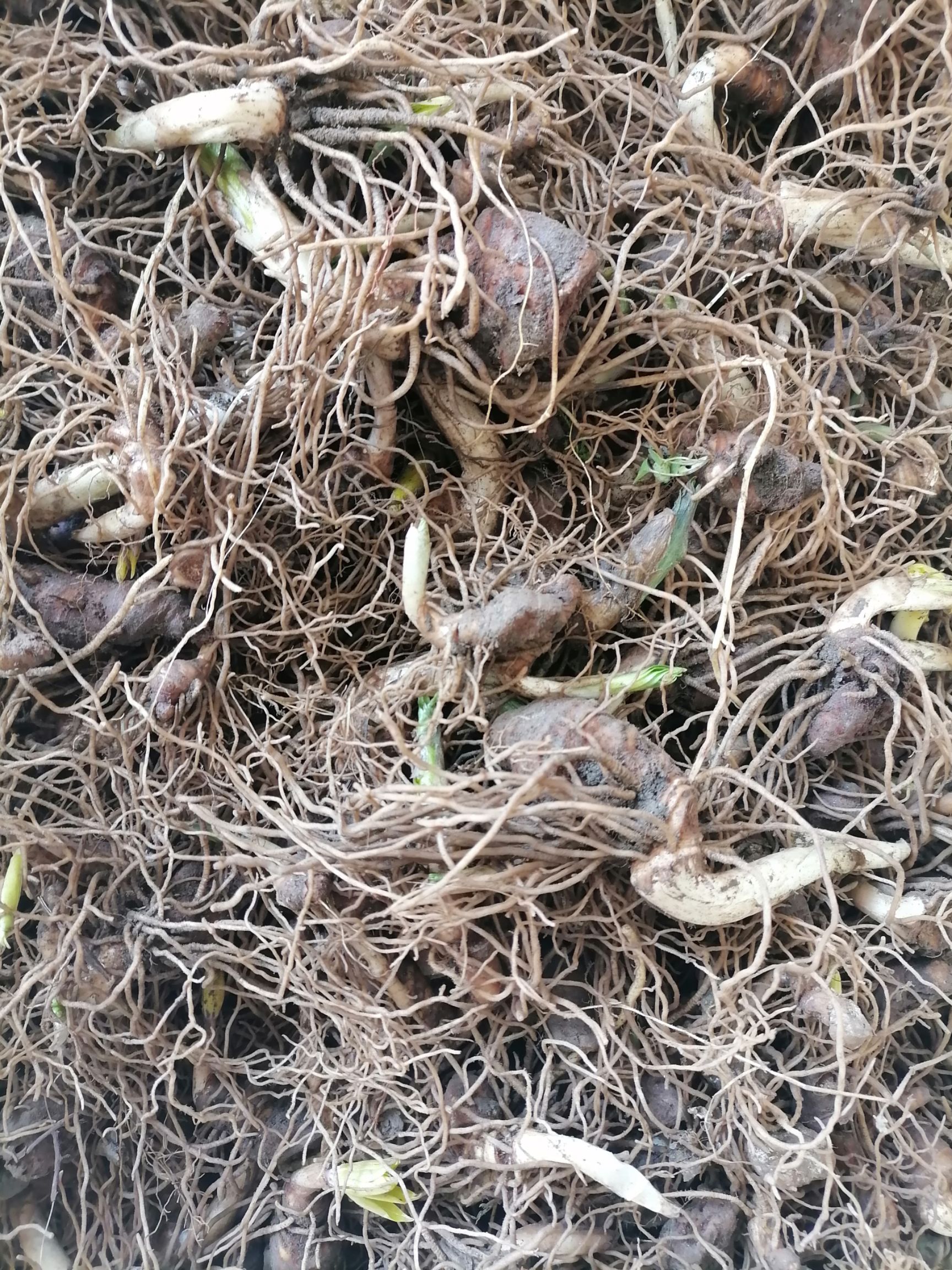 重楼块茎，重楼种苗，正宗七叶一枝花，一手货源，质量保证