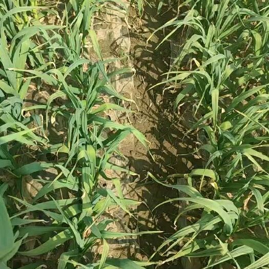 邳州市白帽蒜薹  白帽蒜苔供应中 代办发市场 需要联系