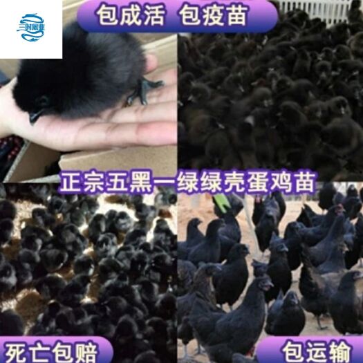 禹州市五黑鸡苗  五黑一绿鸡苗，麻羽绿壳蛋鸡