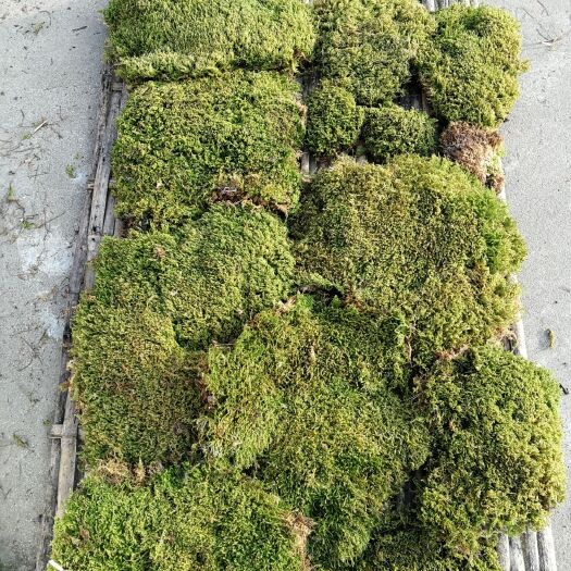 城固县藓活苔藓 绿植青苔 养花专用