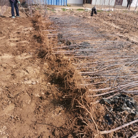泰安富红苹果苗  各种规格苹果树苗，品种早中晚成熟都有