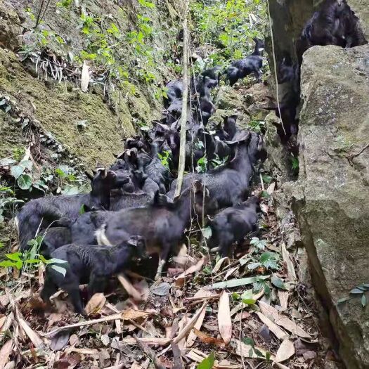 东兰县黑山羊 石山放养，纯洁肉，香味