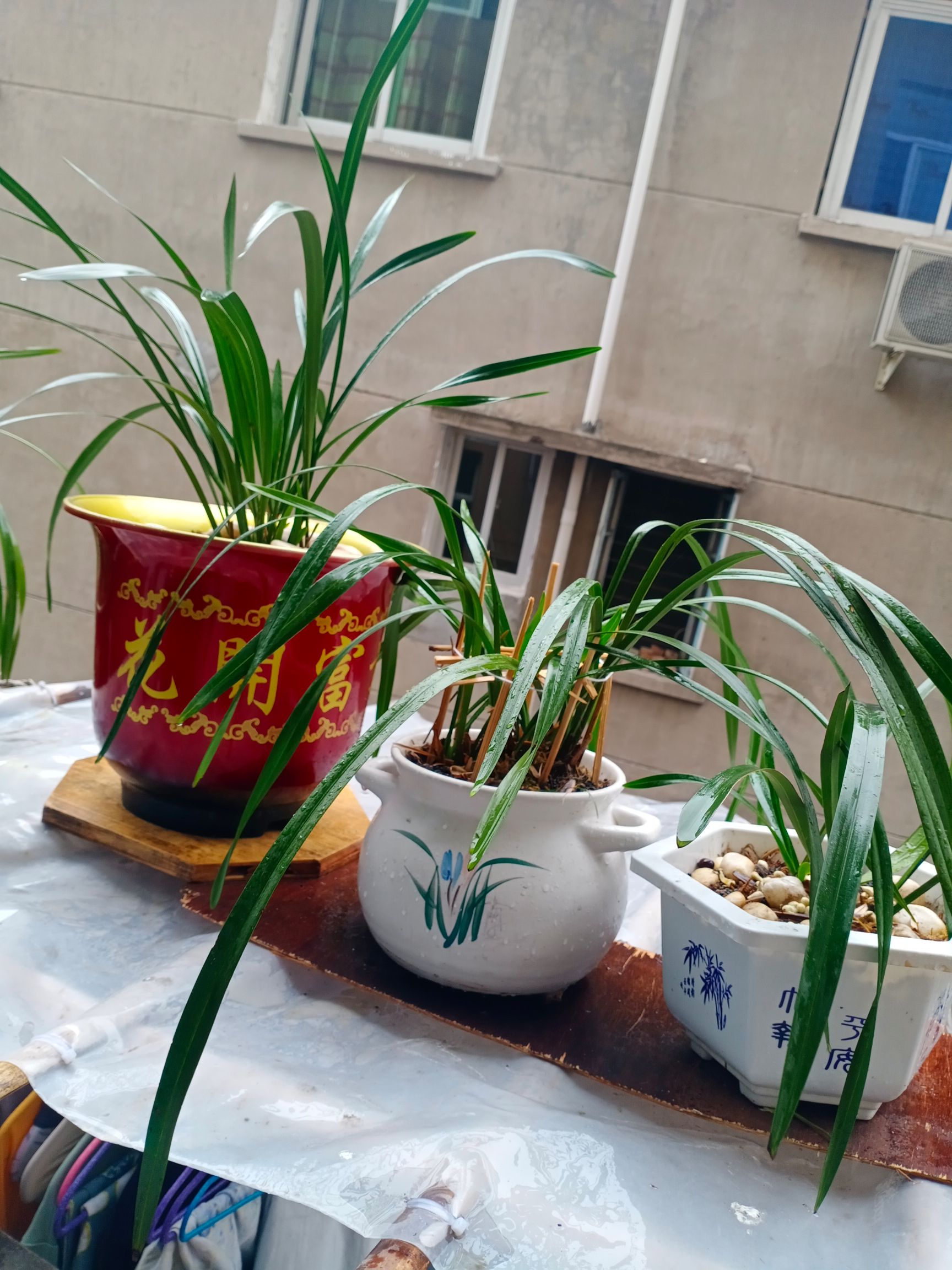 多花指甲兰  贵州黔东南州四季兰，蜜蜂兰花