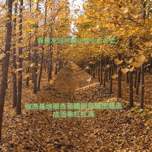 郯城县银杏树苗  银杏新苗  1公分银杏小苗2公分银杏苗木3公分银