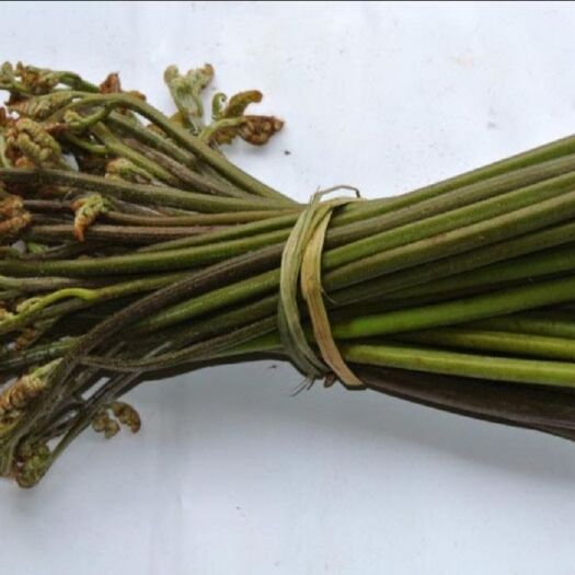 大方县野生鲜蕨菜，舔蕨菜