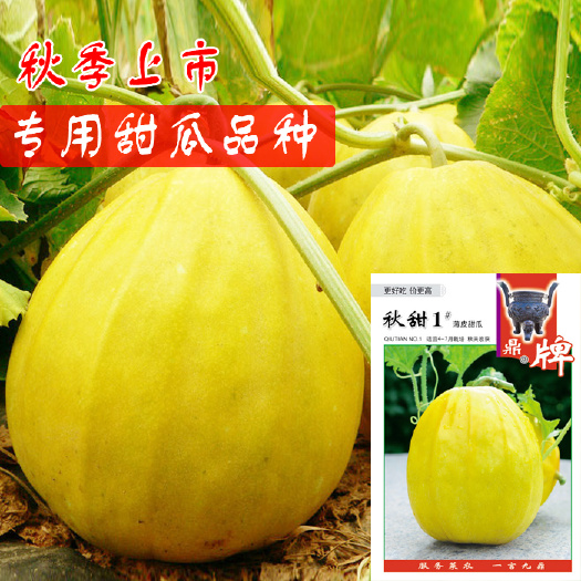 鼎牌秋甜1号甜瓜种子 甜度好 抗高温 4至7月播种 秋季上市