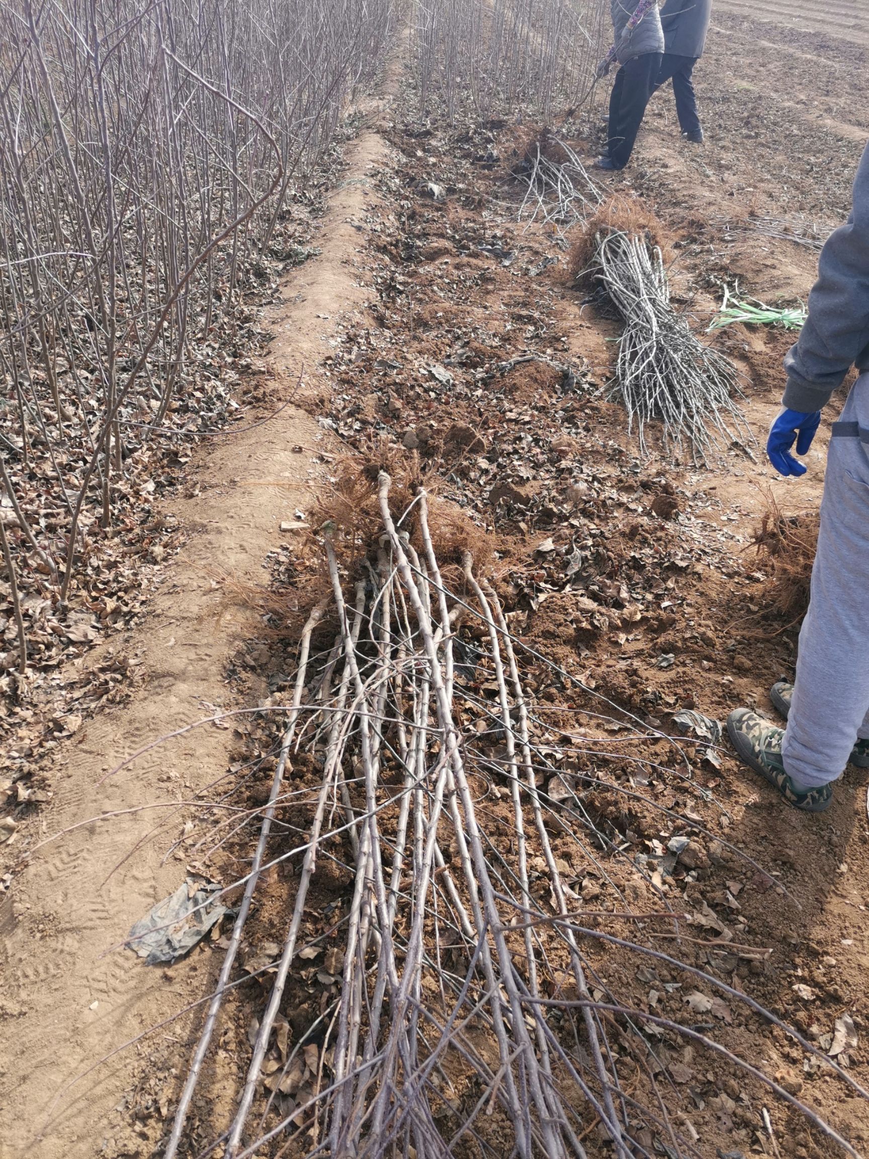 富红苹果苗  各种规格苹果树苗，品种早中晚成熟都有