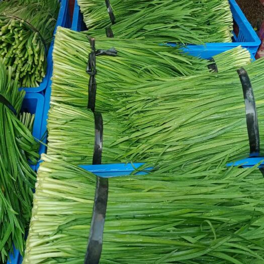 遂溪县大叶韭菜 每天新鲜上市