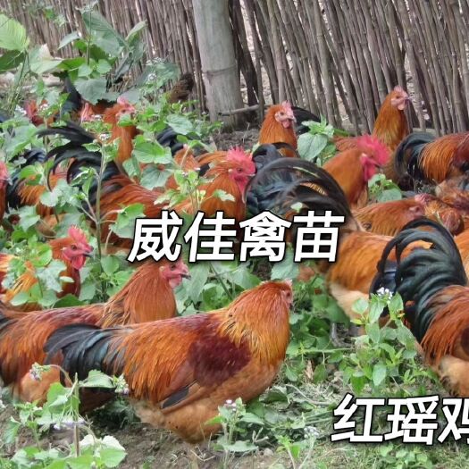 南宁红瑶鸡苗，瑶鸡苗