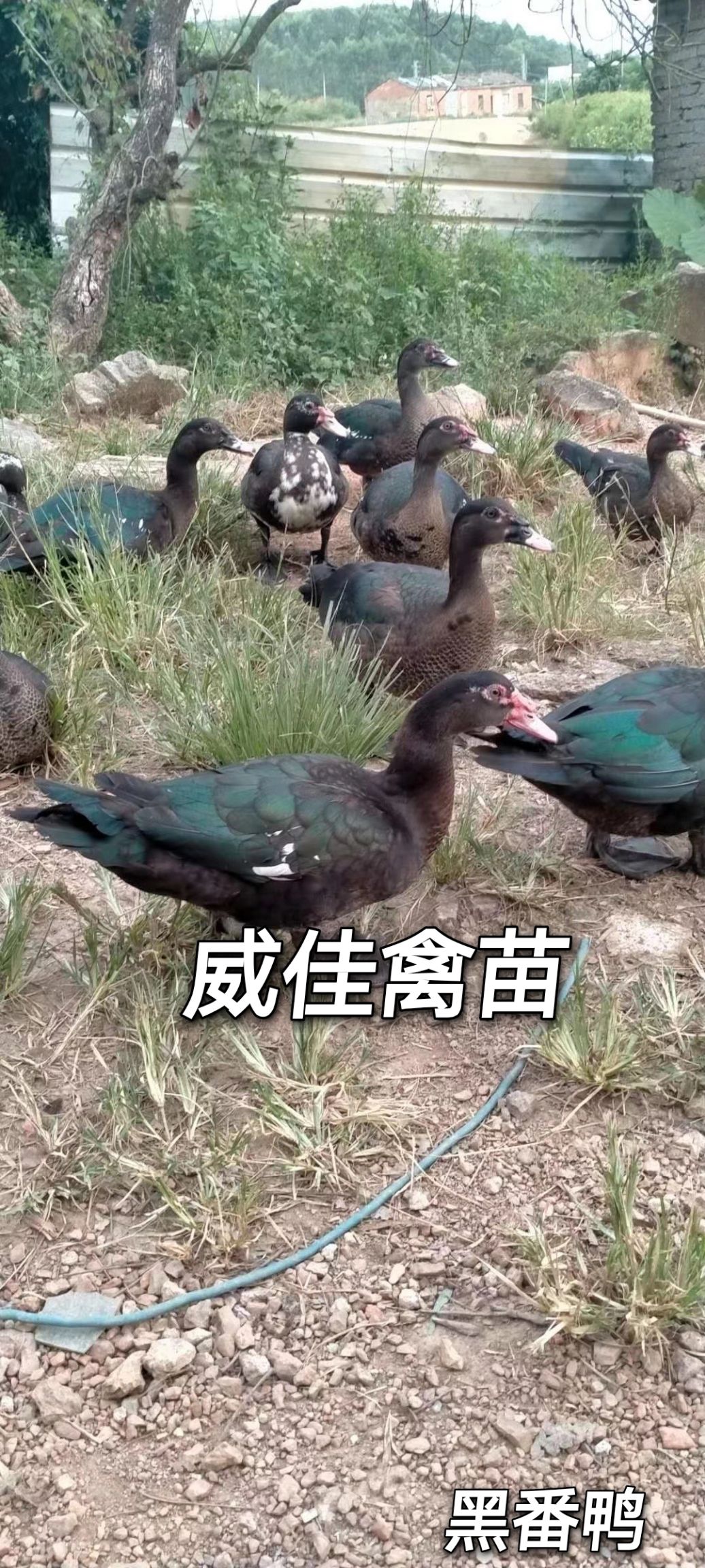 火鸭苗 番鸭苗 西洋鸭苗