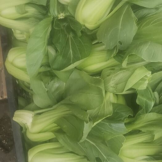 德阳 上海青
