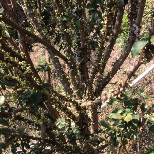 清远嘉宝果苗  沙巴一一嘉宝果一一大树
