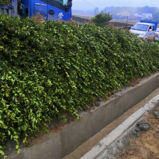 平江县湘林69号油茶树苗 苗床中杯苗 高品质油茶苗