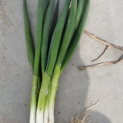 菏泽 、分葱，叉子葱，垛葱，寒葱，