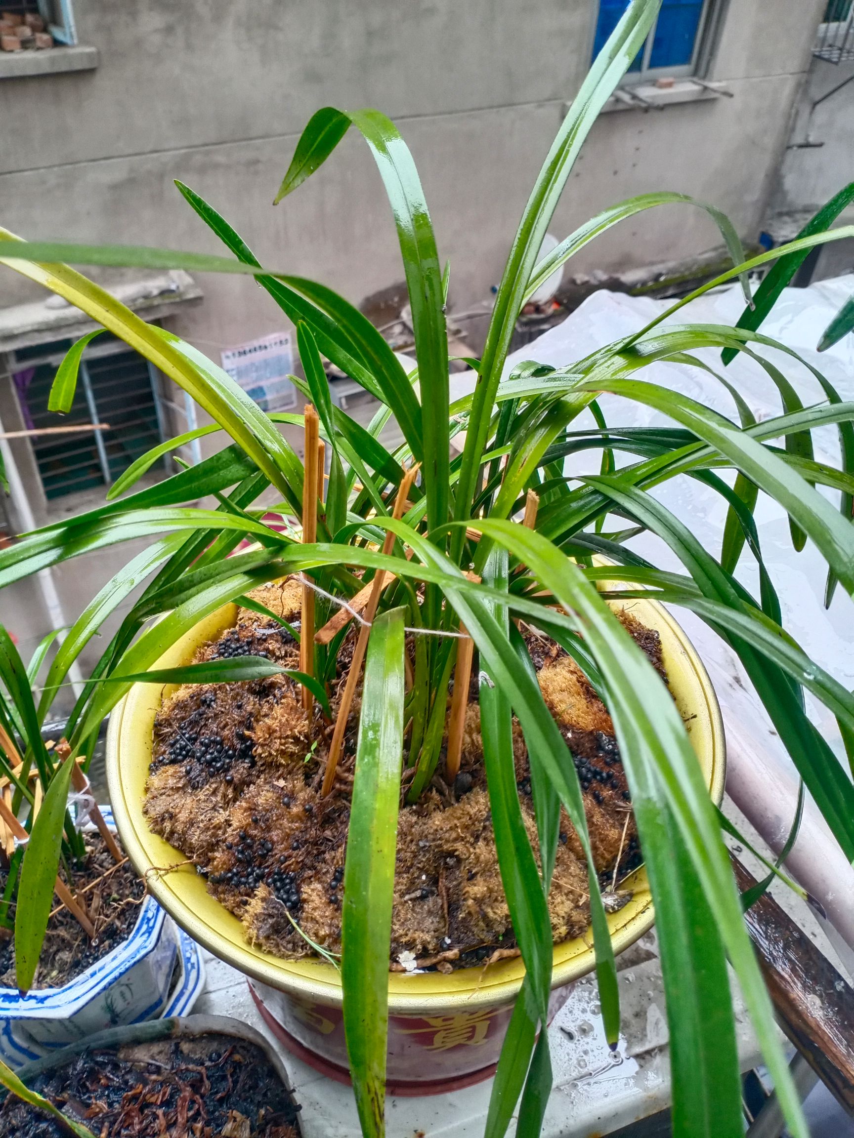 多花指甲兰  贵州黔东南州四季兰，蜜蜂兰花