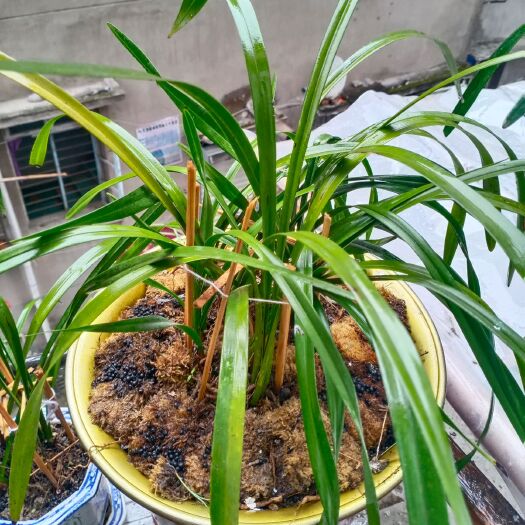 多花指甲兰  贵州黔东南州四季兰，蜜蜂兰花
