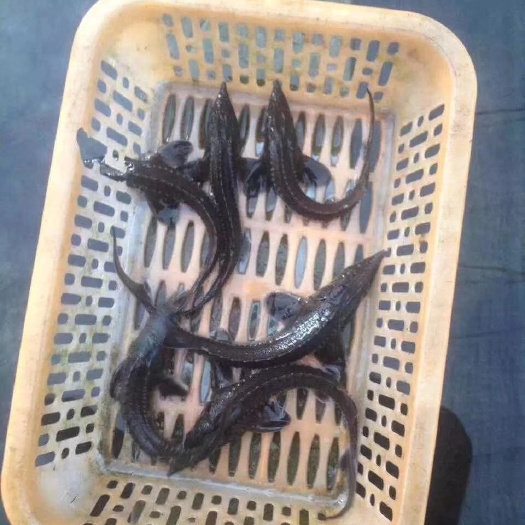 富顺县鲟龙鱼苗 