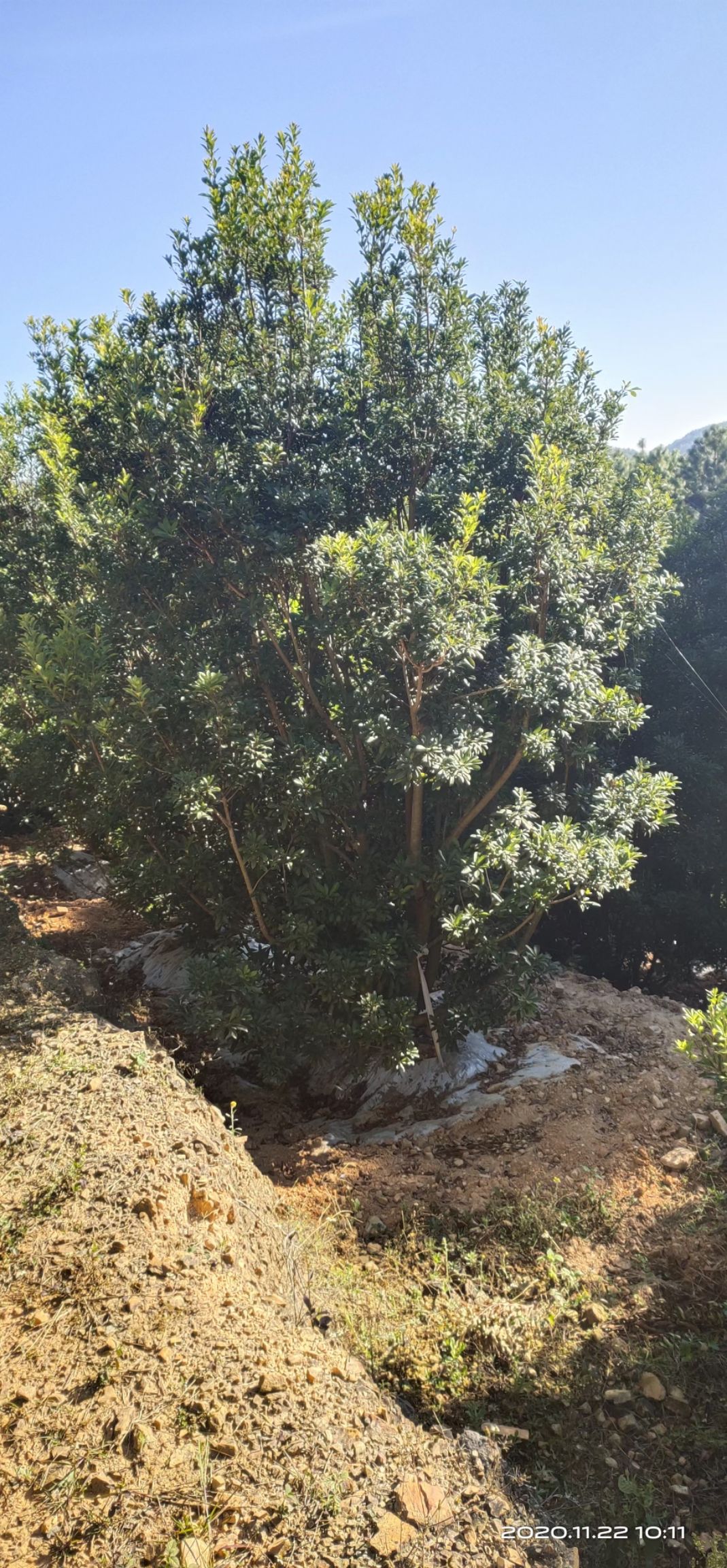 杨梅树苗 杨梅各规格地苗袋苗