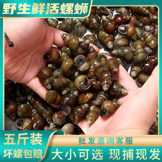 天门市纯优质田螺！