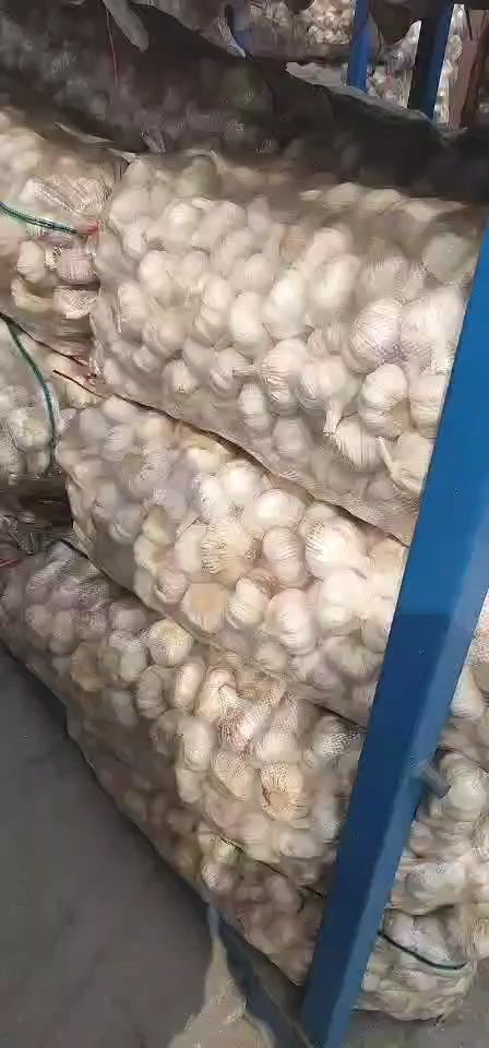 金乡红皮大蒜，冷库出租，专业代收代存，质优价廉！欢迎新老客户