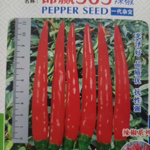 商丘朝天椒种子  锦赢909，大果型朝天椒，颜色亮抗性强