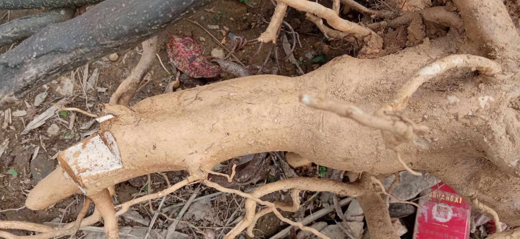 岗梅根，鲜货，下单即挖