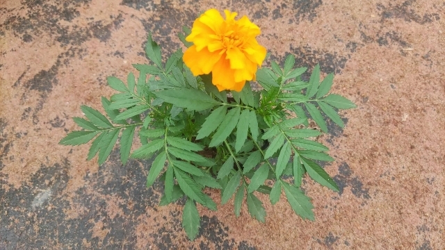 广州孔雀草时令草花公园租摆花卉宿根花卉盆栽基地销售