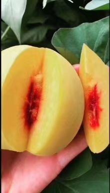 宜城市锦绣黄桃  果面漂亮，口感甜脆，无渣，水分足，耐运输。
