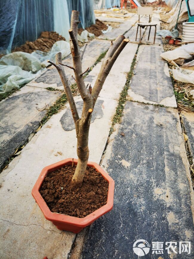 苹果树苗 