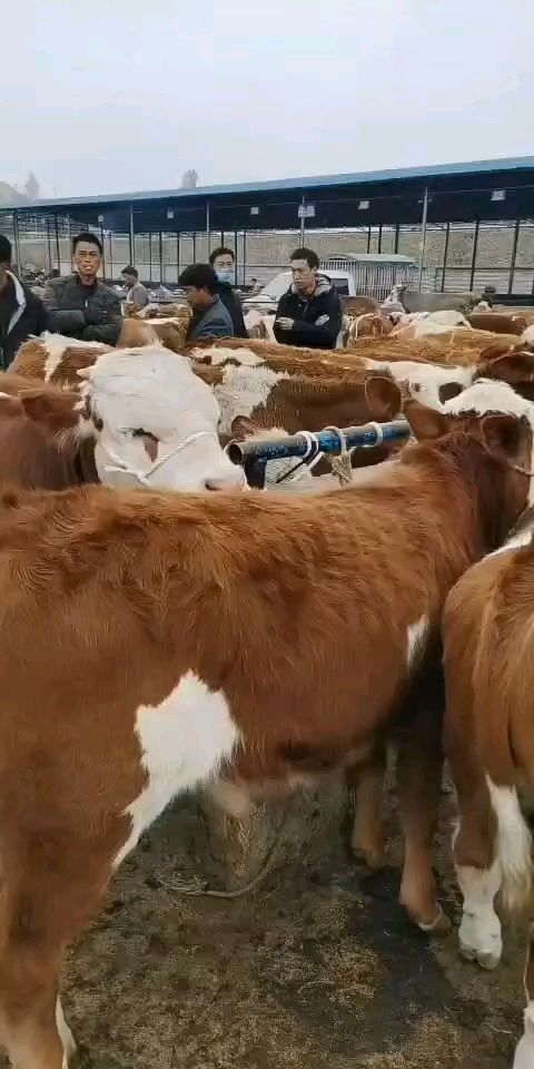 肉牛  西门塔尔牛高山跑山牛公母齐全骨架大生长快