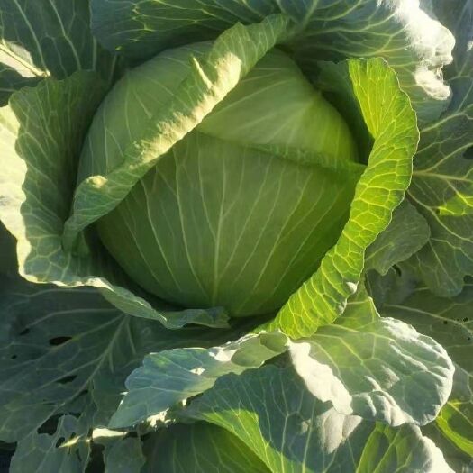 郯城县绿甘蓝-基地直供-货源充足-保证质量。