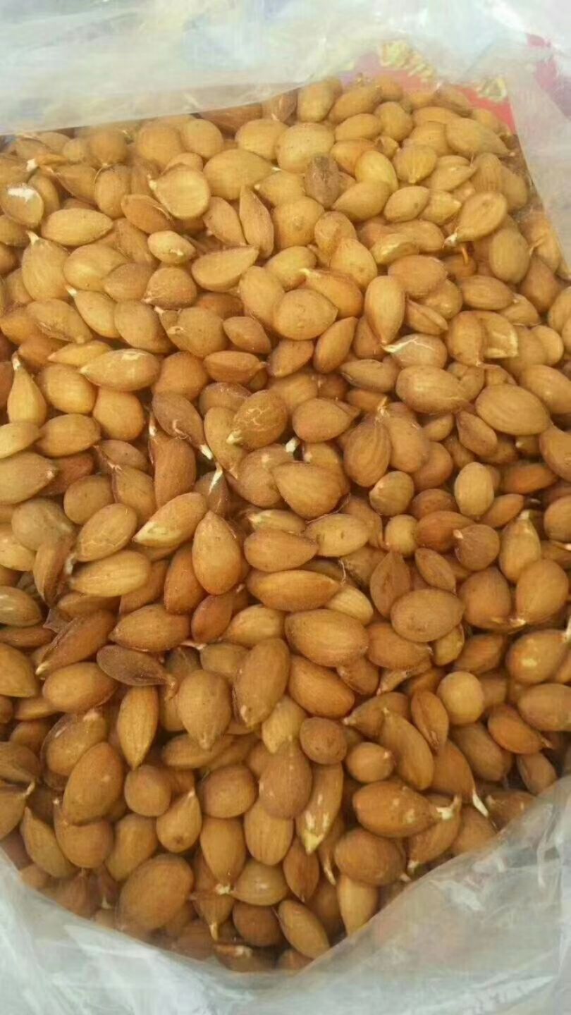 毛桃芽 毛桃树种子 籽粒饱满 出苗率高