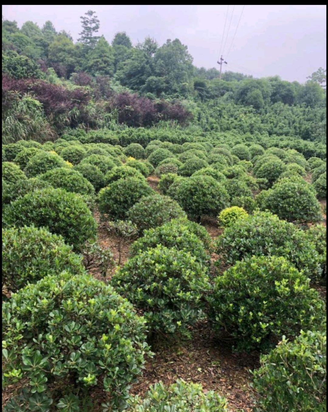 双面红  红花继木球