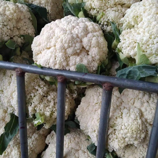 新野县白花菜花 有机松花