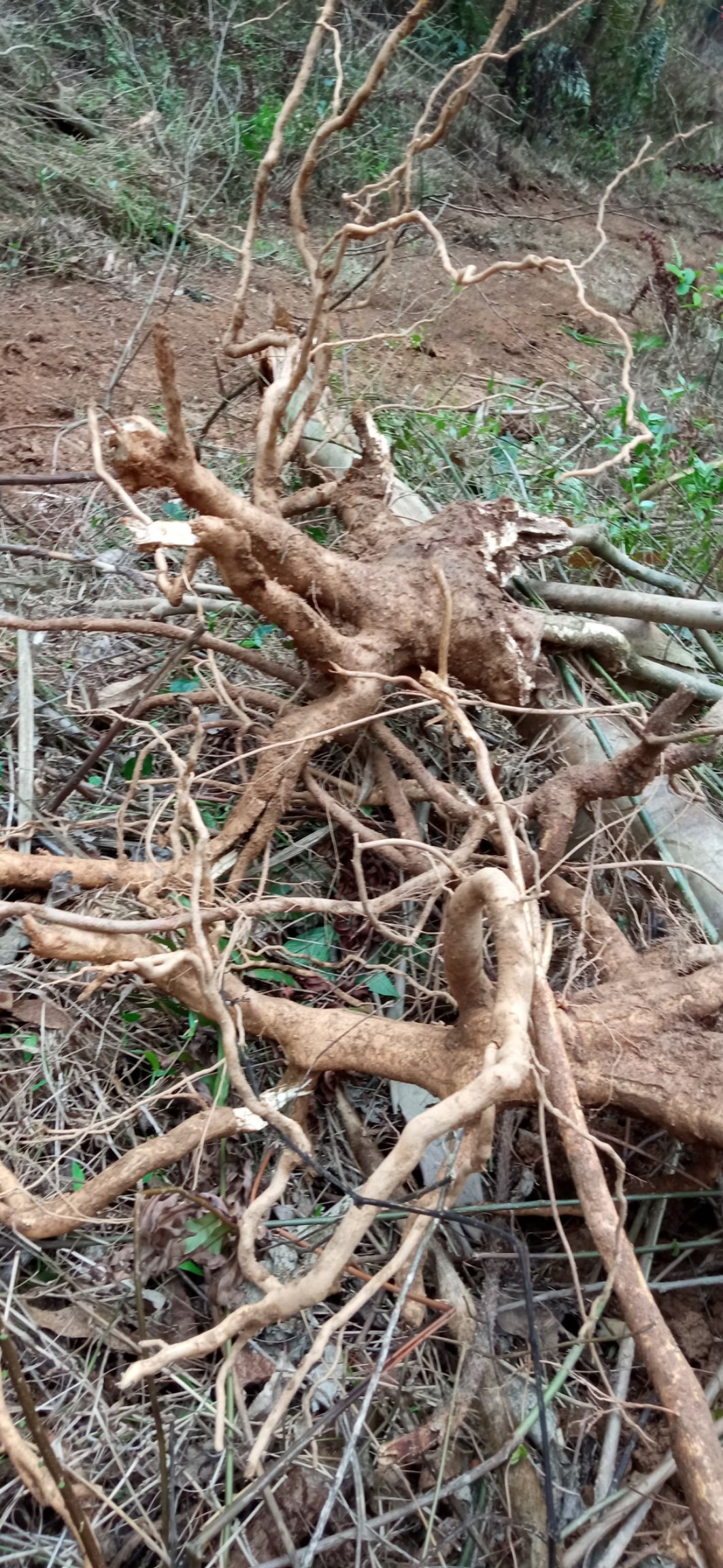 岗梅根，鲜货，下单即挖