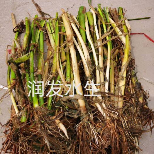 微山县野茭白