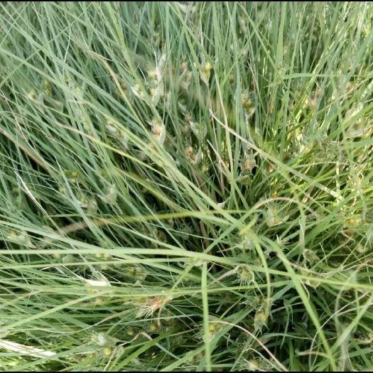 野牛草种子  野-牛草适应性强喜阳光耐半荫耐瘠薄土土壤作为工矿企业