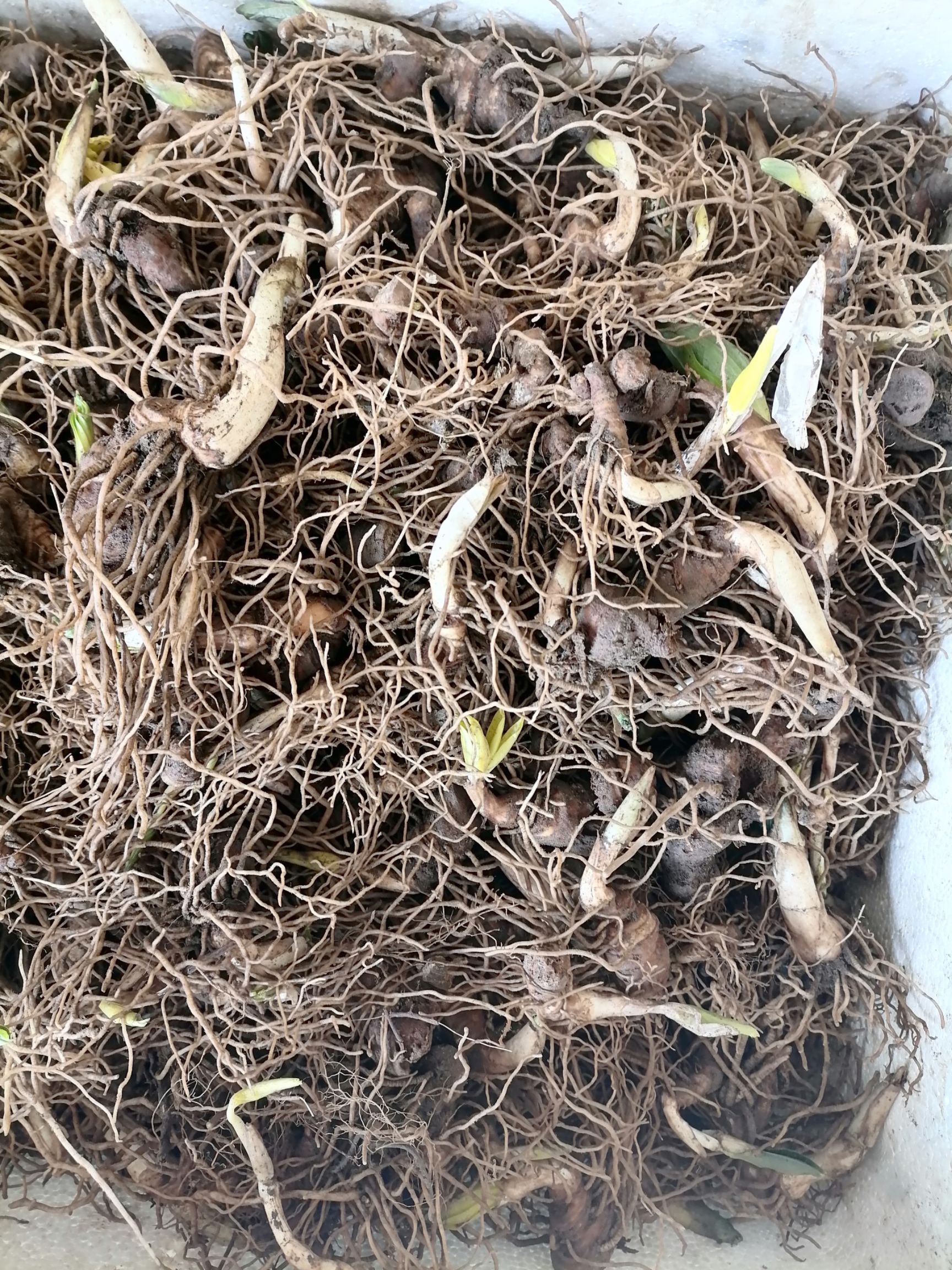 重楼块茎，重楼种苗，正宗七叶一枝花，一手货源，质量保证