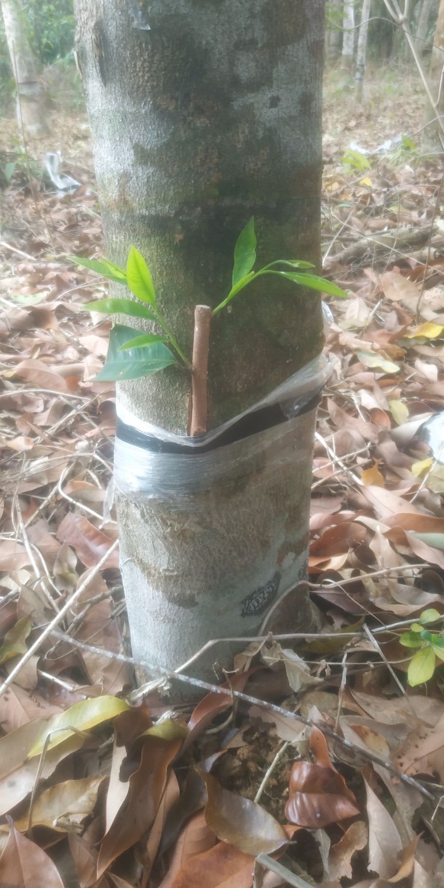 绿奇楠芽条，大量有货，芽条，改良土沉香专用