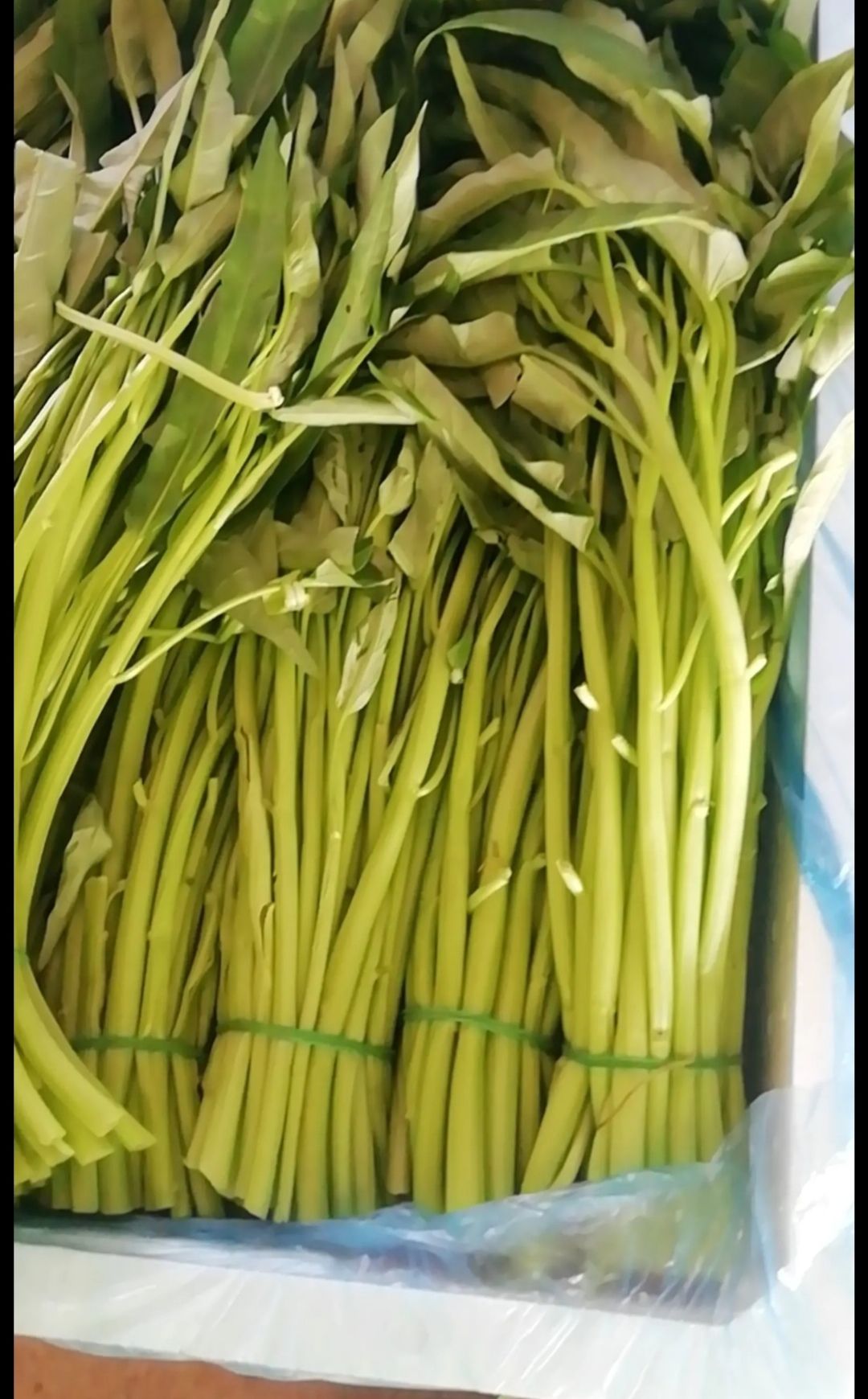 广西本地水空心菜