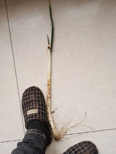 铁杆大葱 羊角葱出售
