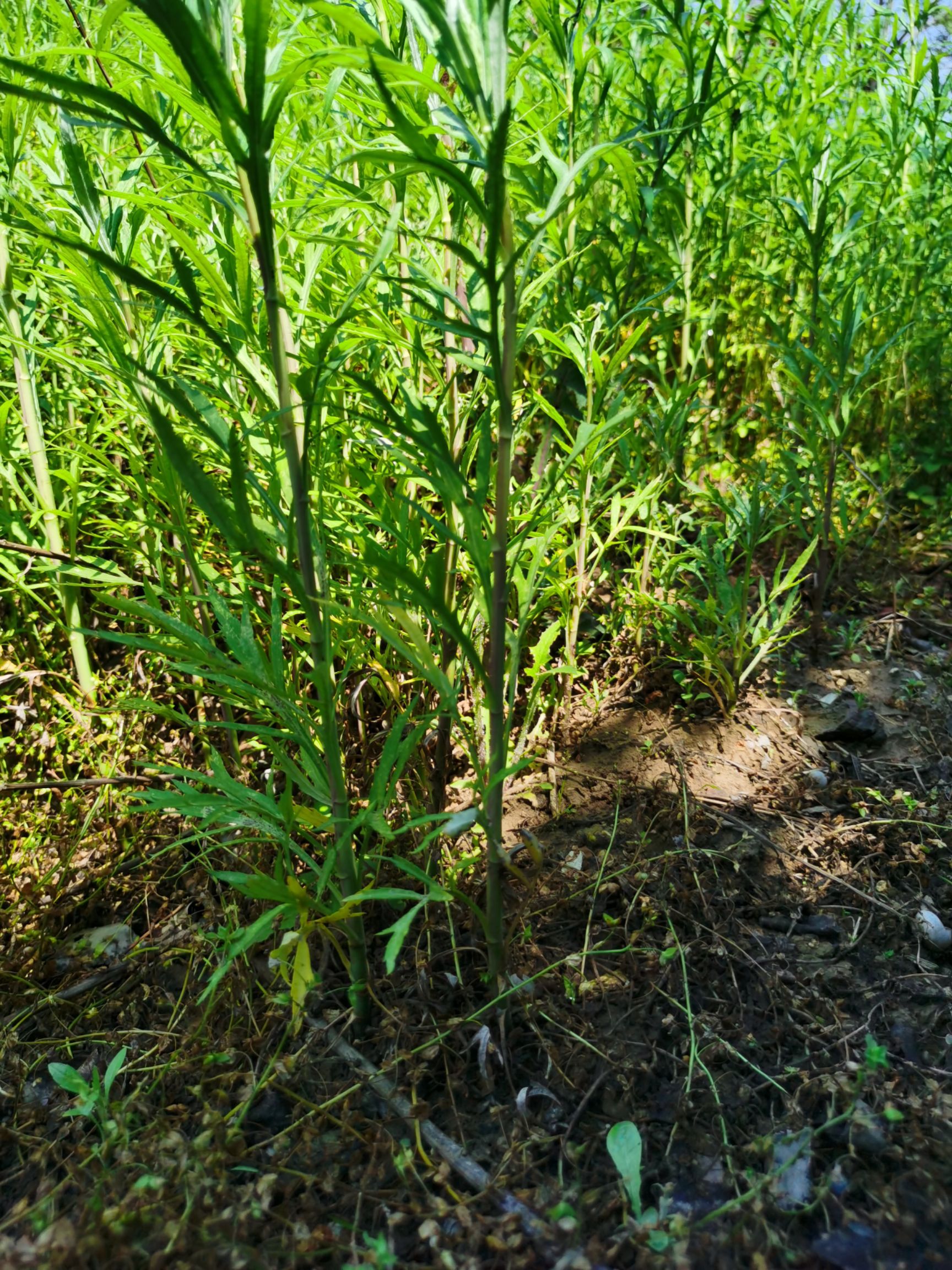 柳蒿种子  柳蒿种苗 柳蒿芽苗 多年生苗水蒿白蒿 山野菜庭院