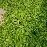 兰陵县薄皮椒 今天小雨，辣椒大掉价1.2～1.4，每天都走货，大量供应